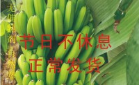 【有机无公害香蕉】农家香蕉新鲜香蕉新鲜水果现砍现发新鲜8斤装