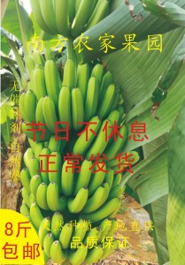 【有机无公害香蕉】农家香蕉新鲜香蕉新鲜水果现砍现发新鲜8斤装